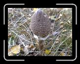 26102007392 * 2592 x 1944 * (906KB)