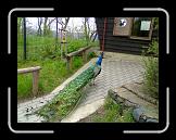 29042006122 * 1600 x 1200 * (523KB)