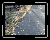 30092007313 * 2592 x 1944 * (1.26MB)