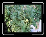CIMG0537 * 2816 x 2112 * (2.92MB)